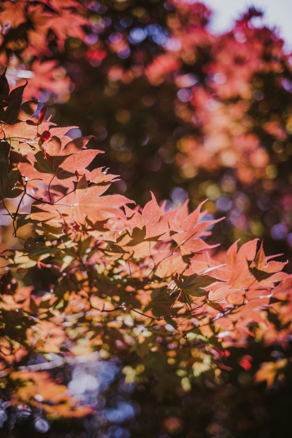 brown leaves on tree branch