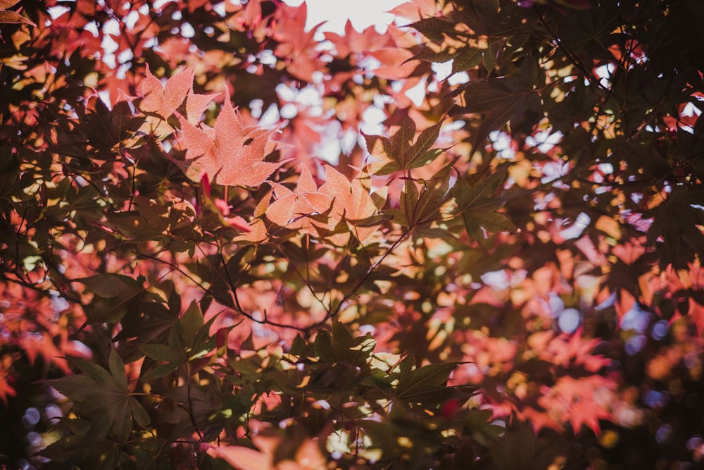 pink and brown maple leaves