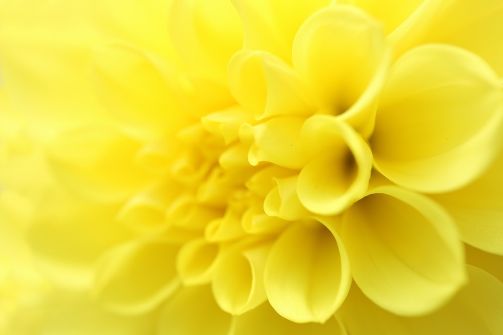 yellow flower in macro lens