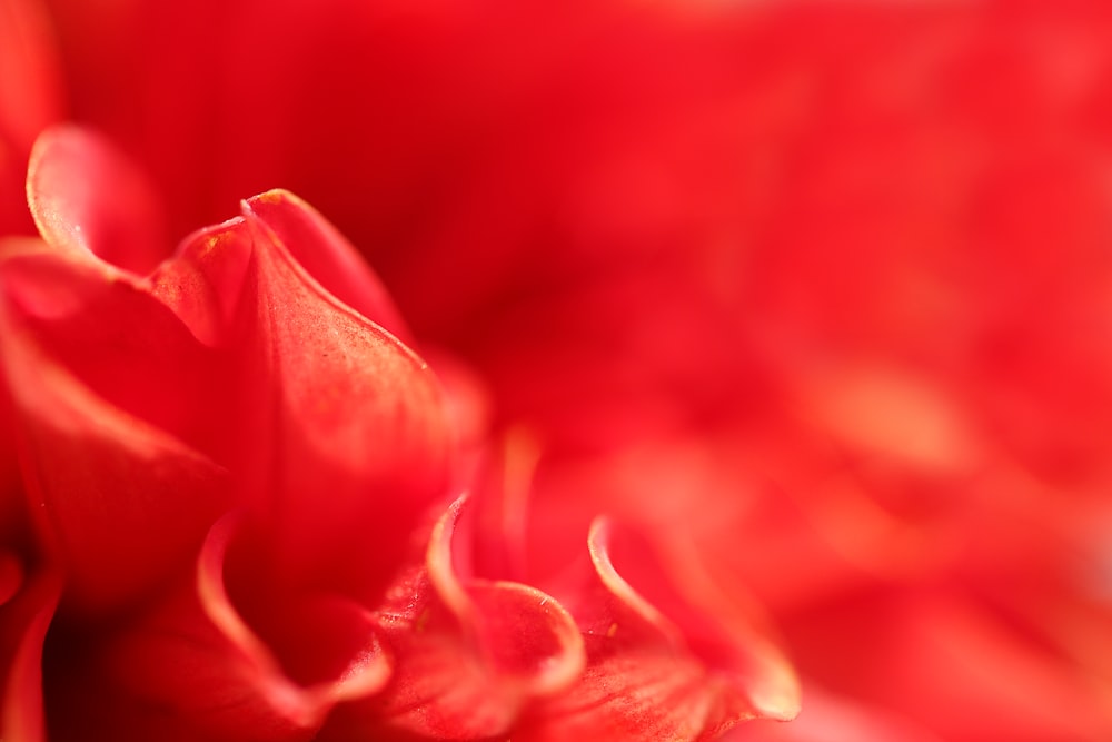 red rose in close up photography