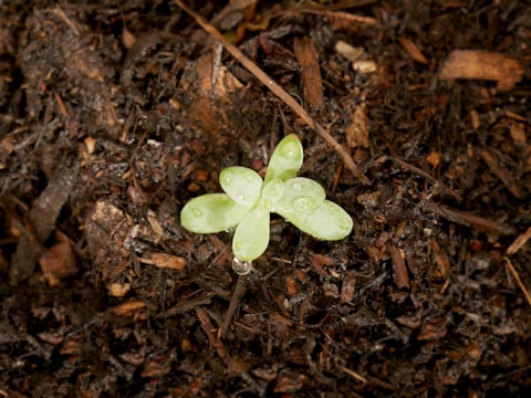 A small green seedling with multiple leaves sprouting from the soil. Water droplets are visible on the leaves, indicating recent watering or dew. The surrounding soil is dark and appears moist, containing pieces of organic matter.
