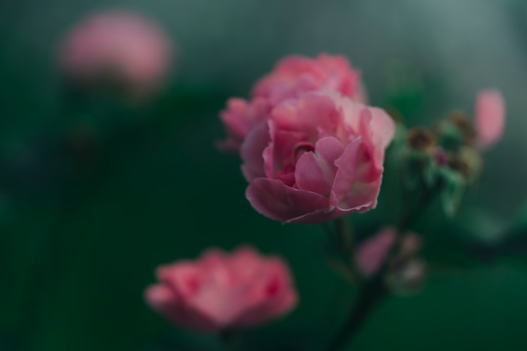 pink rose in bloom during daytime