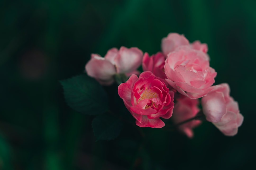 pink roses in close up photography