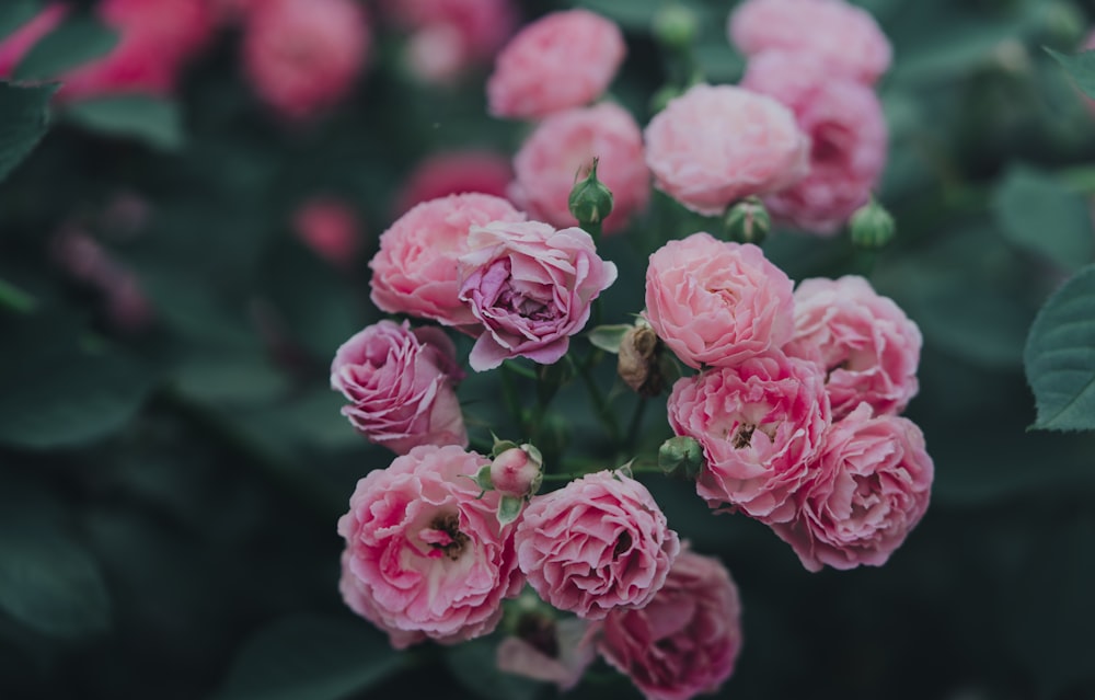 pink roses in close up photography