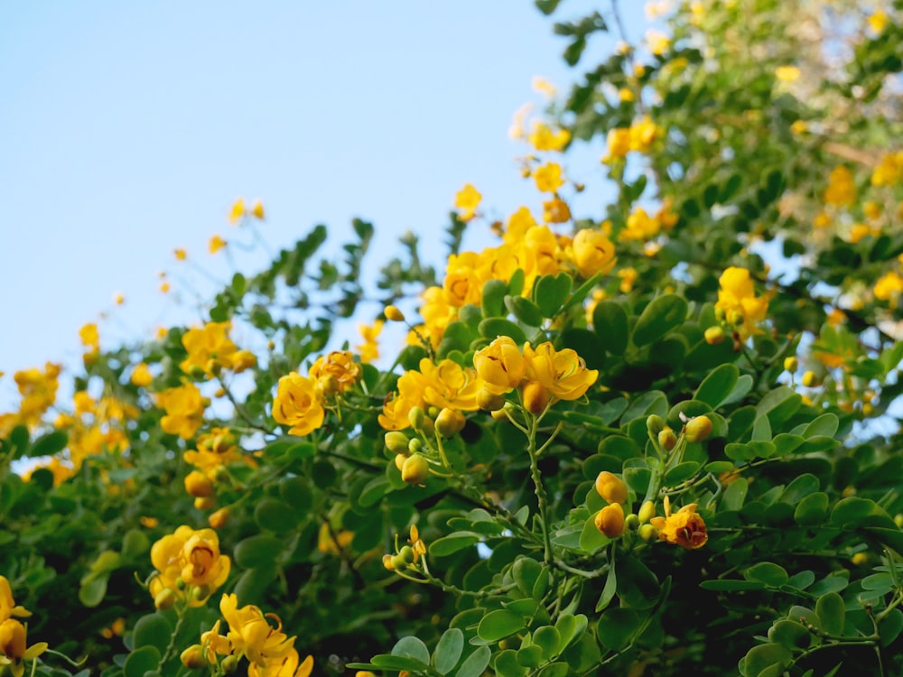 yellow flowers with green leaves during daytime