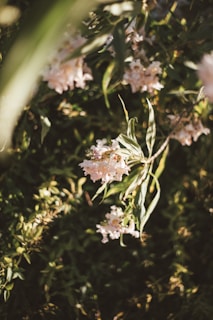 Softly lit arrangement of warm beige and soft gold flowers creating an intimate atmosphere.