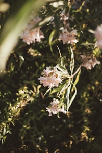 Soft Elegance