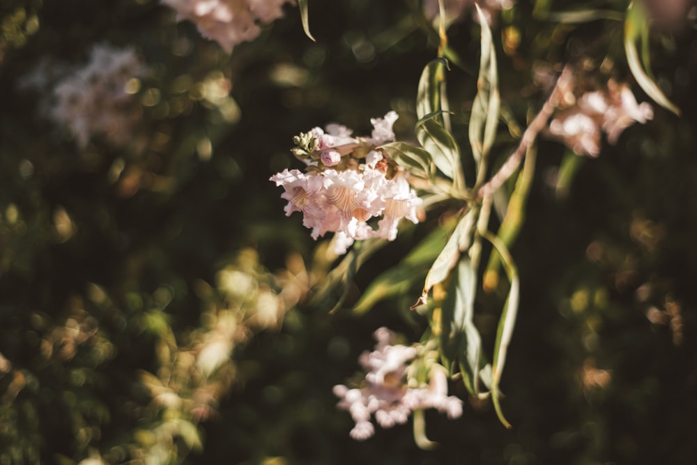 white and pink flower in tilt shift lens