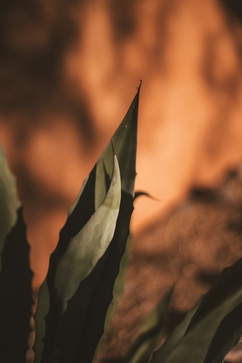 green leaf in close up photography