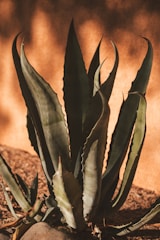 A large agave plant with thick, pointed green leaves that have a waxy texture. The plant is situated in front of a sunlit wall, creating a contrast between the shadowed plant and the warm, golden background. The ground is covered with dry soil and a few scattered rocks.