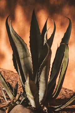 A large agave plant with thick, pointed green leaves that have a waxy texture. The plant is situated in front of a sunlit wall, creating a contrast between the shadowed plant and the warm, golden background. The ground is covered with dry soil and a few scattered rocks.