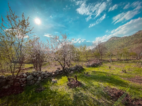 green grass field with trees and mountain in distance under blue sky with white clouds during in Kurdistan Iran