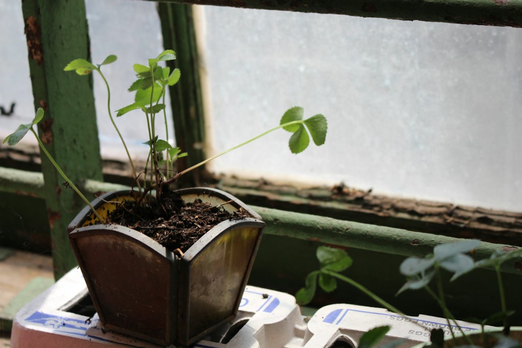 Cotton Plant Hanger