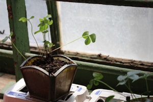 Green Plant Hanger