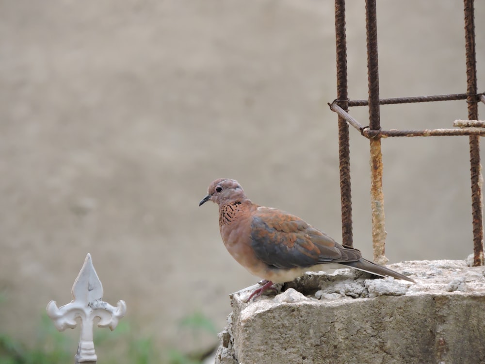 brown and blue bird on gray concrete fence during daytime