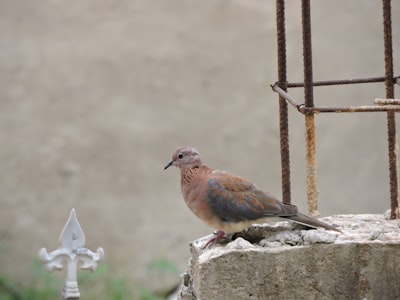 brown and blue bird on gray concrete fence during daytime ghana zoom background