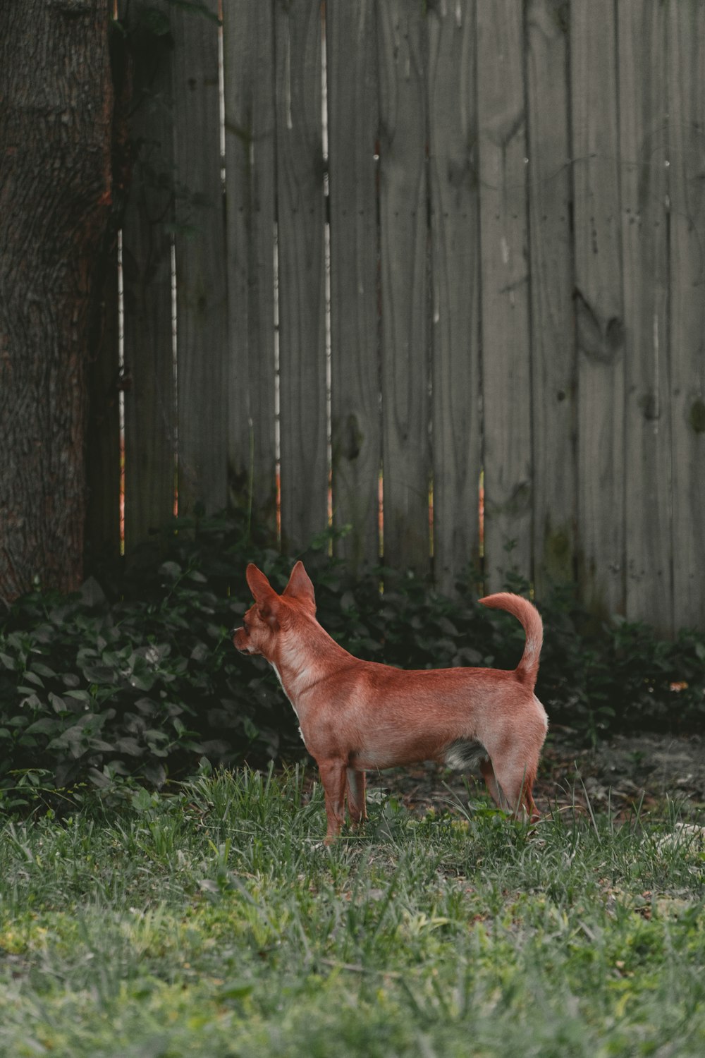 brown short coated medium sized dog standing on green grass field