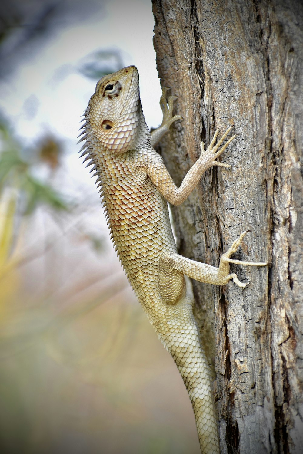 brown and white bearded dragon on brown tree trunk during daytime
