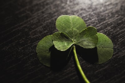 green leaf on black wooden table lucky teams background