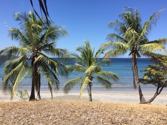photo of Santa Cruz Tropics near Playa Grande