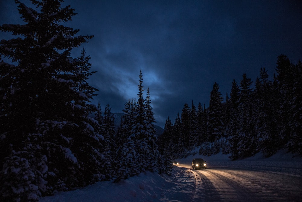 snow covered pine trees during night time