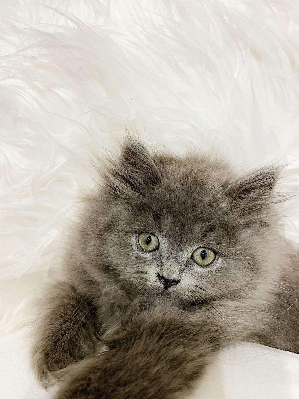 black long fur cat on white textile