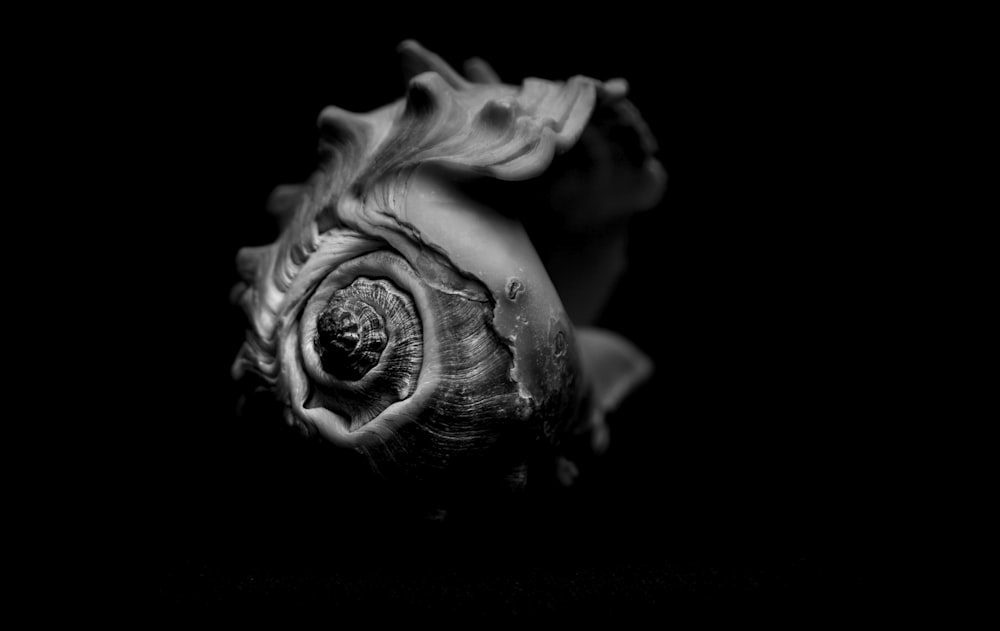 grayscale photo of a flower