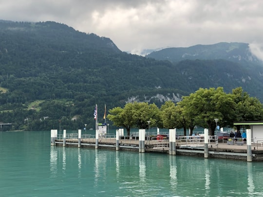 green trees near body of water during daytime in Interlaken District Switzerland