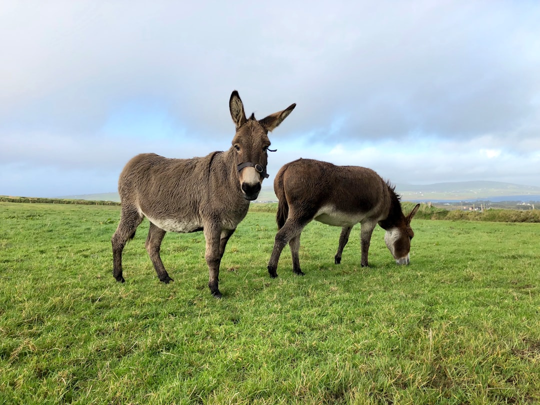 Wildlife photo spot Doora Ring of Kerry