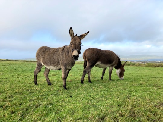 photo of Doora Wildlife near Dingle Peninsula