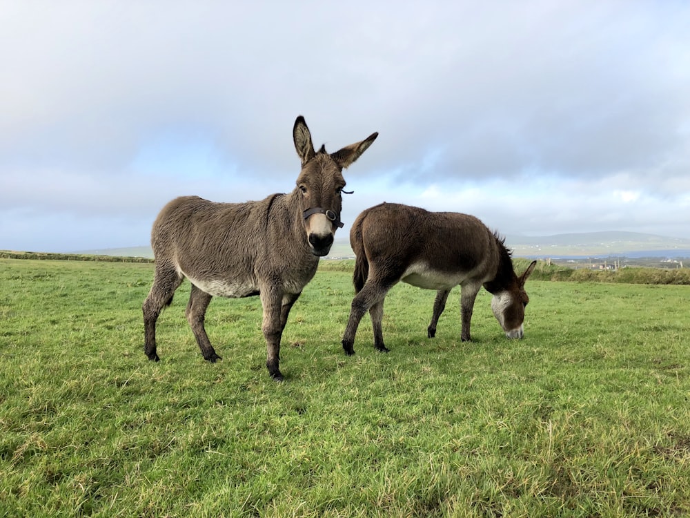 Brauner und weißer Esel auf grünem Rasen unter weißen Wolken und blauem Himmel tagsüber