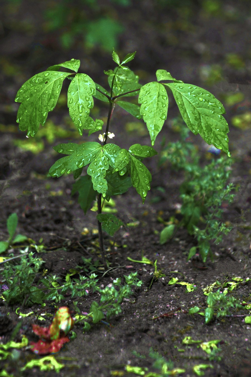 green leaves on brown soil