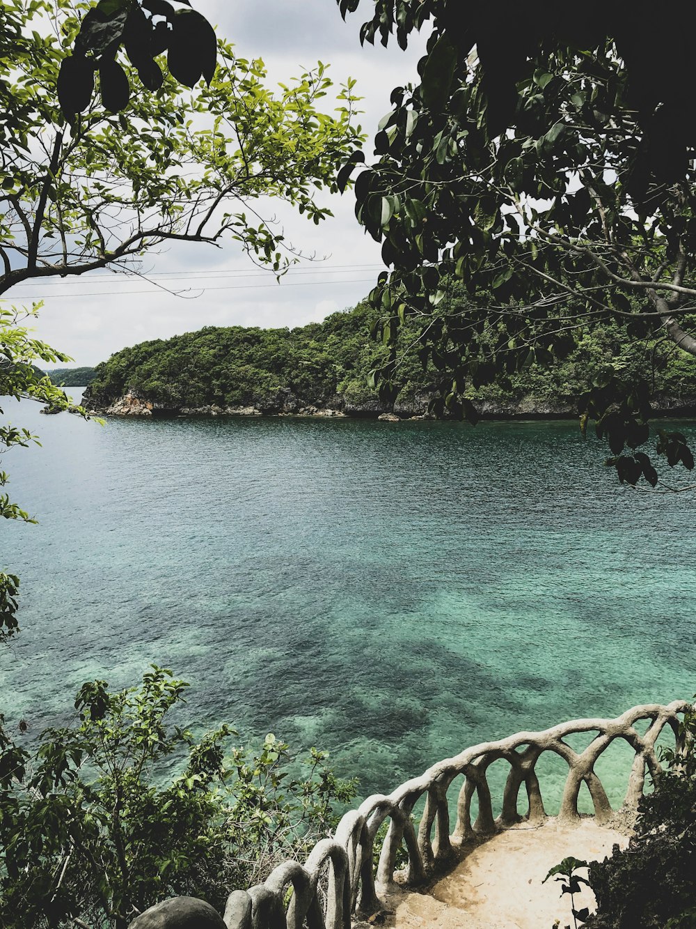 green trees beside body of water during daytime