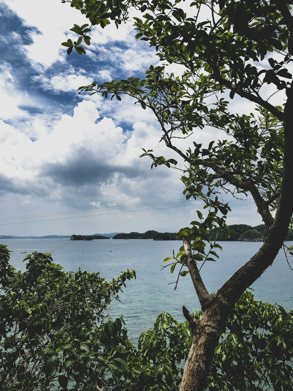 green tree near body of water under white clouds