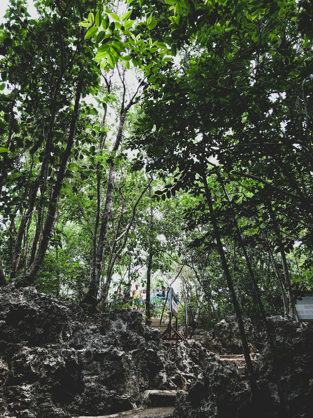 Forest photo spot Hundred Islands Benguet
