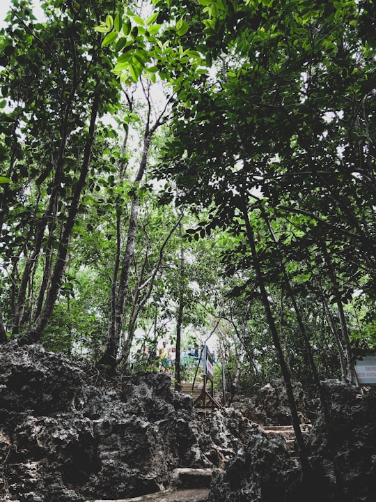 green trees on brown soil during daytime in Hundred Islands Philippines