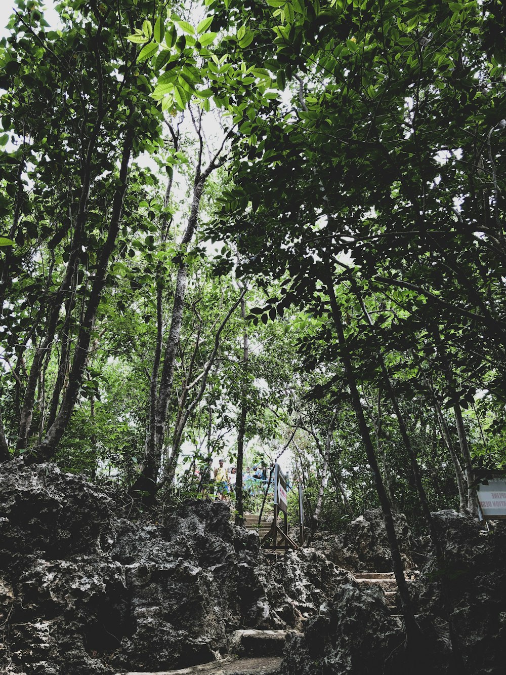 green trees on brown soil during daytime