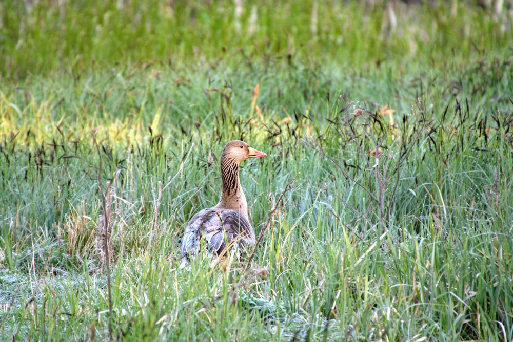 grey duck on green grass field during daytime