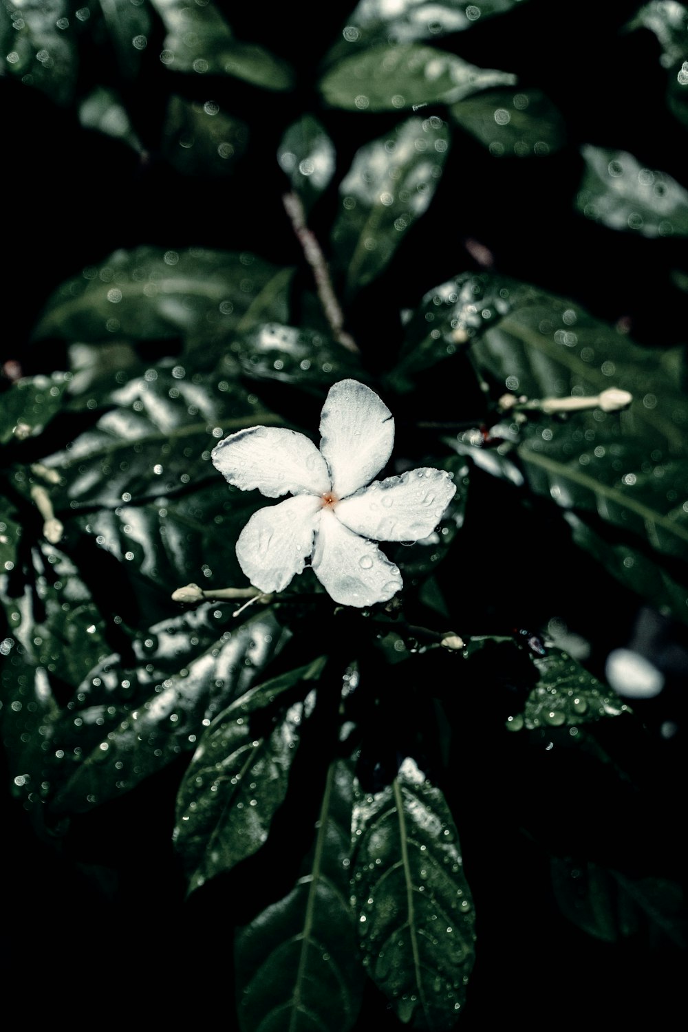 white flower with green leaves