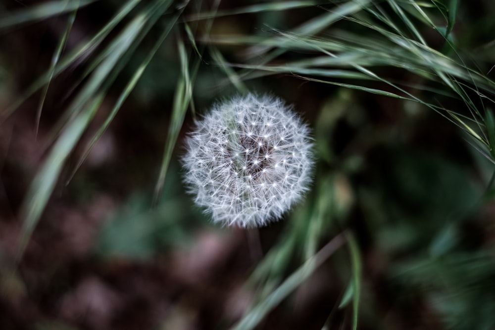 white dandelion in close up photography