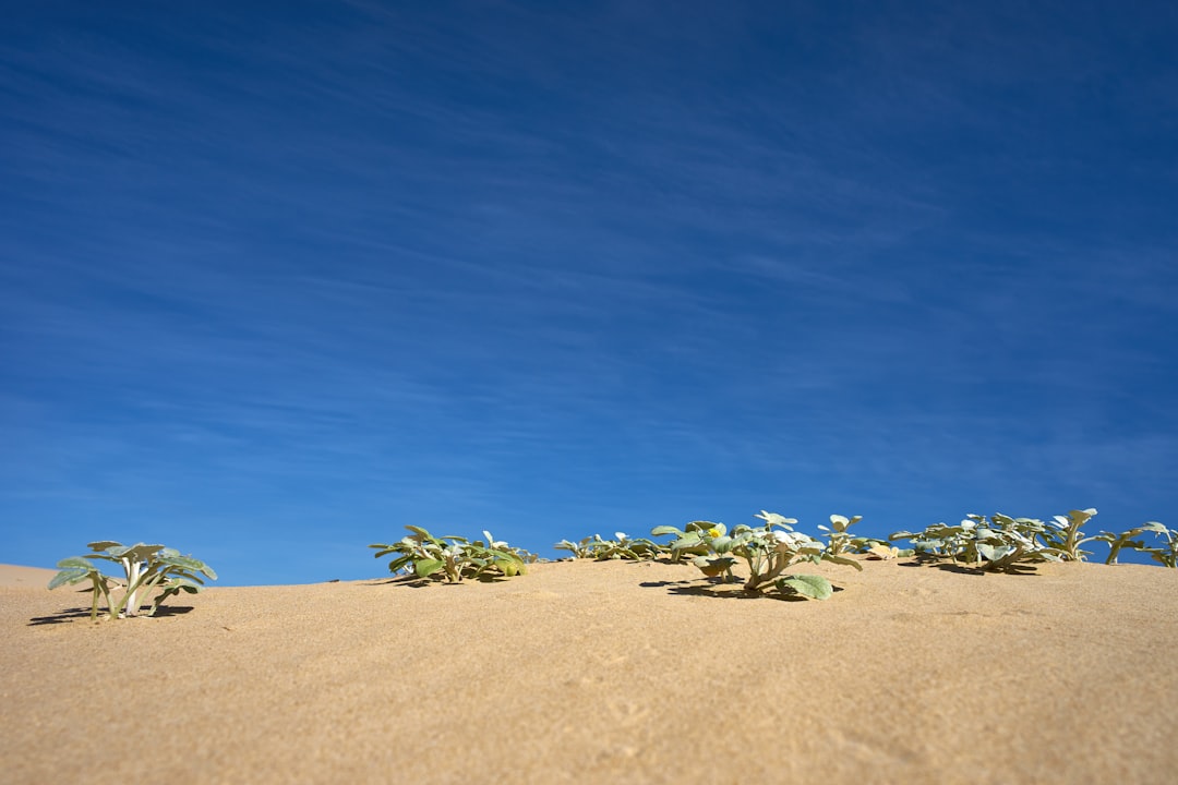 green leaves on brown sand under blue sky during daytime