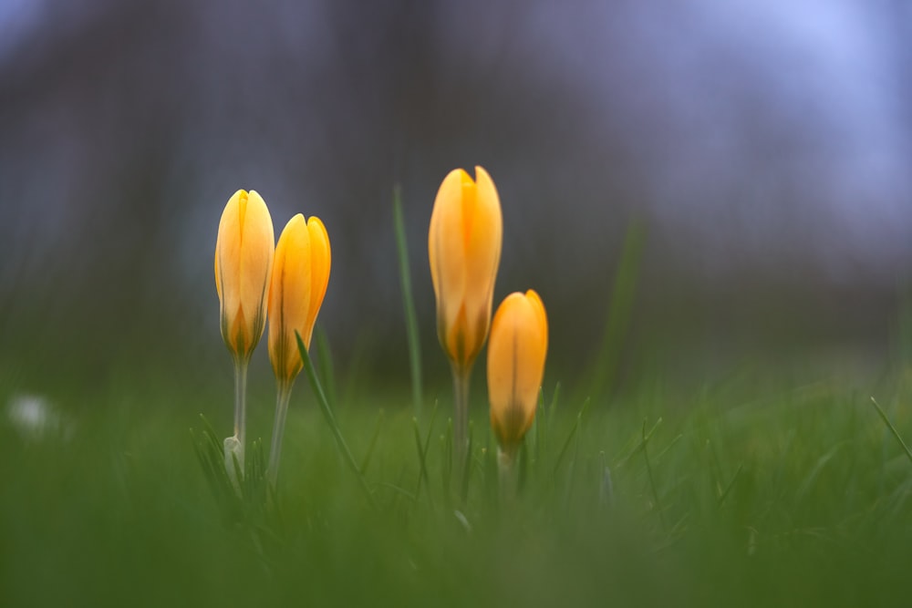 yellow tulips in bloom during daytime