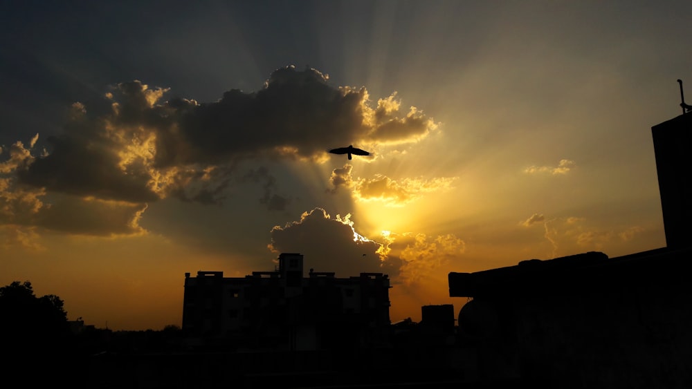 silhouette of bird flying over city buildings during sunset