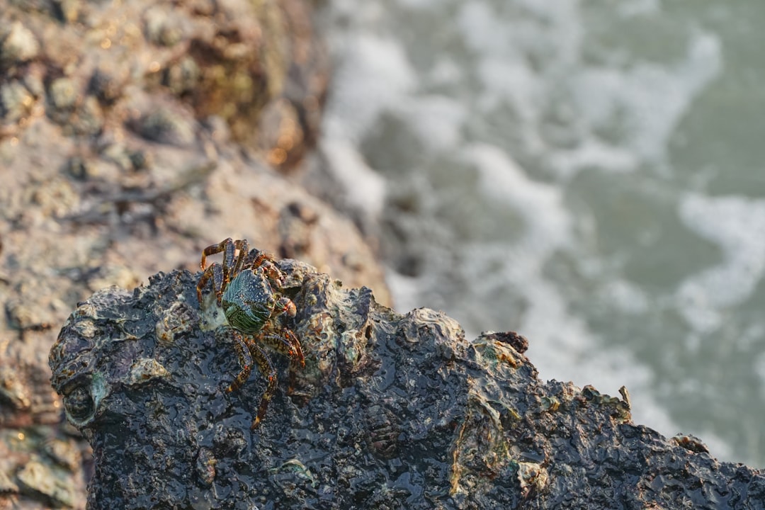 blue crab on gray rock