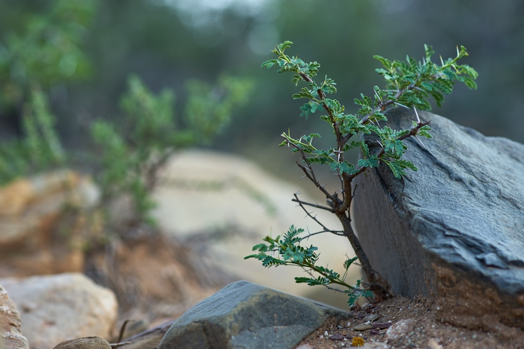 green plant on gray rock