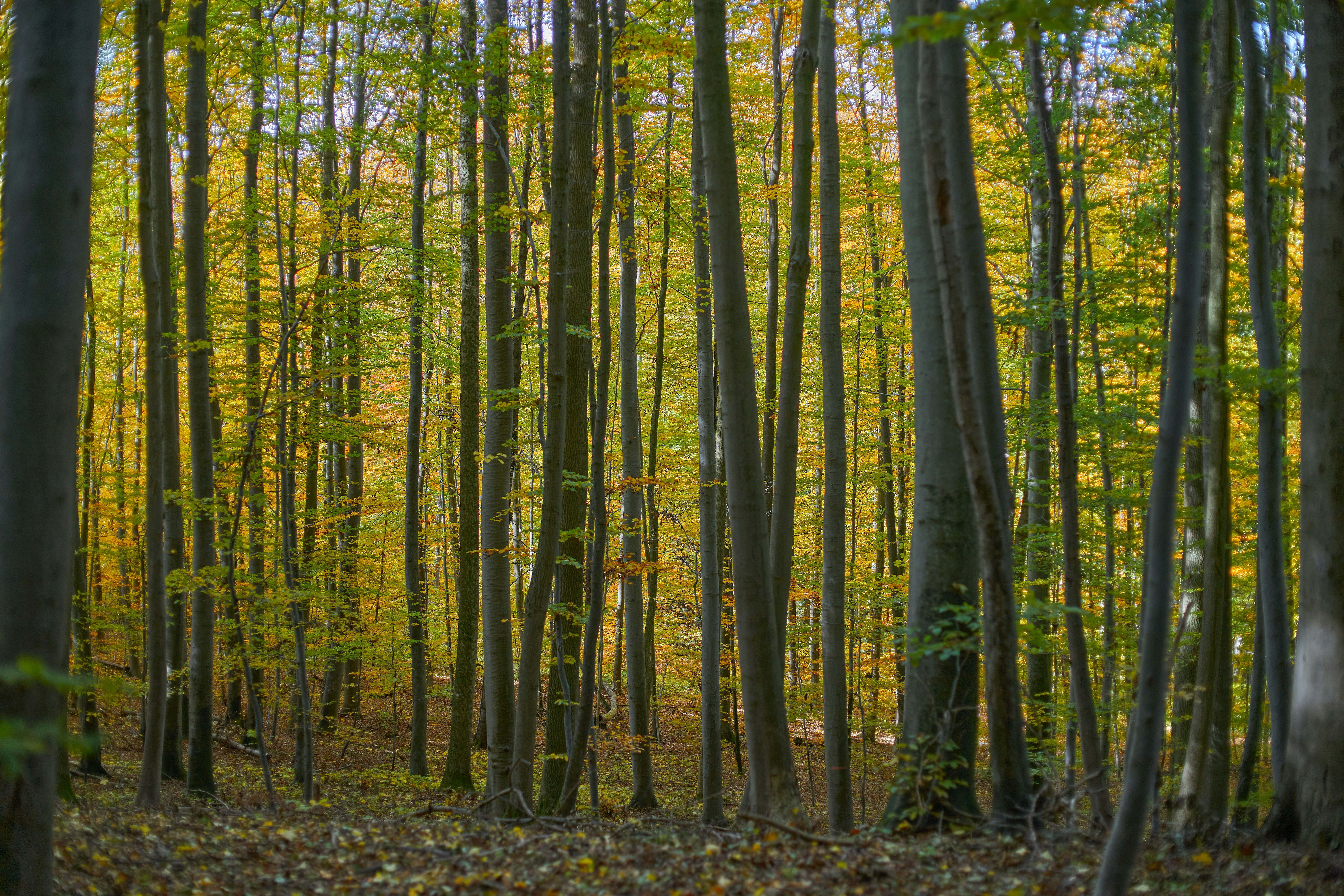 Photo by wolfgang_hasselmann