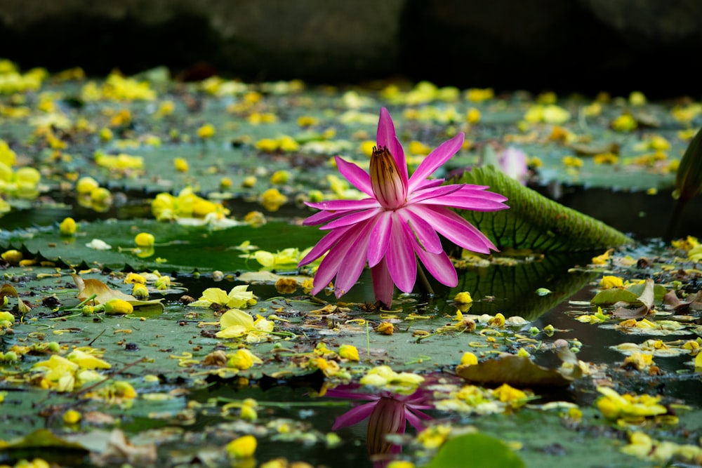 fleur de lotus pourpre sur l’eau