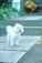 white long coat small dog on grey concrete pavement during daytime