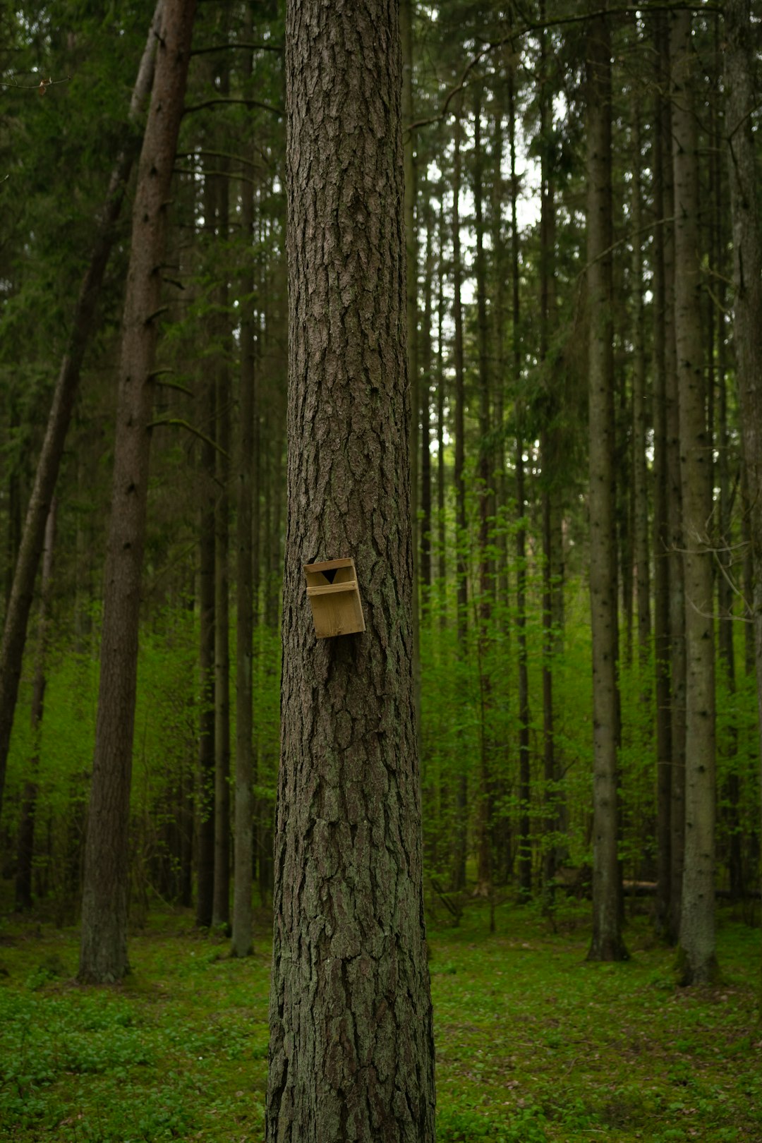 brown wooden birdhouse on brown tree trunk