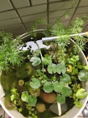 A collection of various aquatic plants with round leaves and feathery foliage is arranged in a bowl or small water garden. The leaves are mostly green with different shapes, and the setup includes a mix of textures from smooth lily pads to spiky, delicate stems. The container is set against a tiled backdrop, and there are stones placed among the plants.